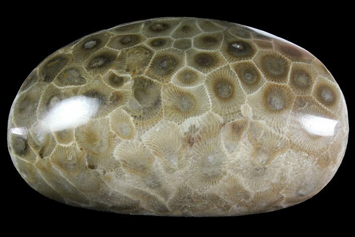 Polished Petoskey Stone (Fossil Coral) - Michigan #156118